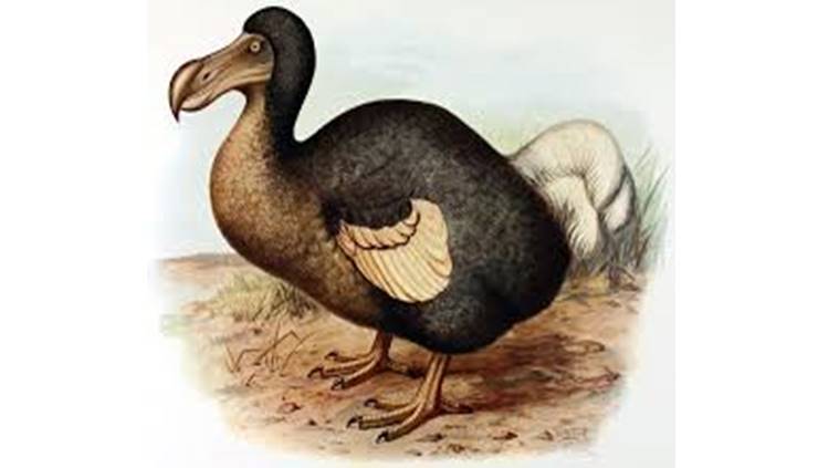 real dodo bird found