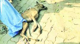 animal cruelty, cruelty against animals, Tricity, protest march, animal rights, indian express