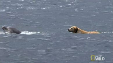 WATCH: This dog and dolphin's unusual friendship is something to learn from  | Trending News,The Indian Express