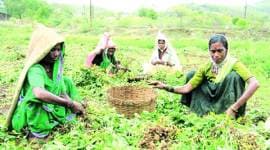 pune, pune postal department, pune e-agro business, pune agriculture, pune digital transactions, pune news, indian express news
