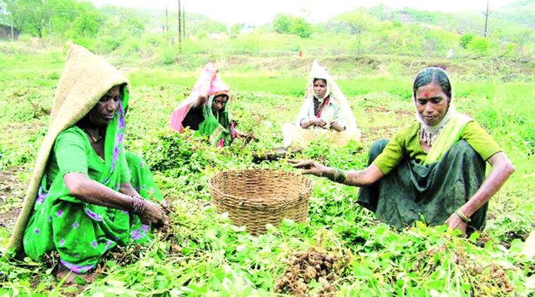 pune, pune postal department, pune e-agro business, pune agriculture, pune digital transactions, pune news, indian express news