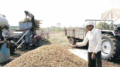 gujarat, gujarat farmer, gujarat groundnut farmer, gujarat farmer distress, agricultural household, farming gujarat, india news