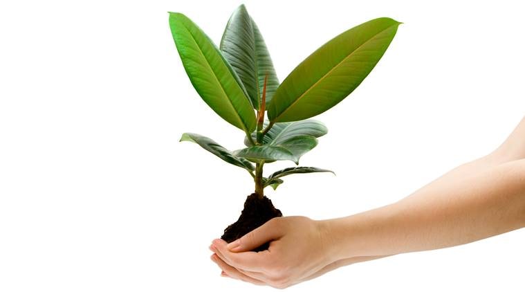 female hand holding a small tree over white