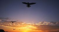 gull-the-flight-of-the-survivors-480 gull, gulls, bird watching, birds food, birds food habits, gulls food, gulls food adaptation, indian express, sunday eye, eye 2016
