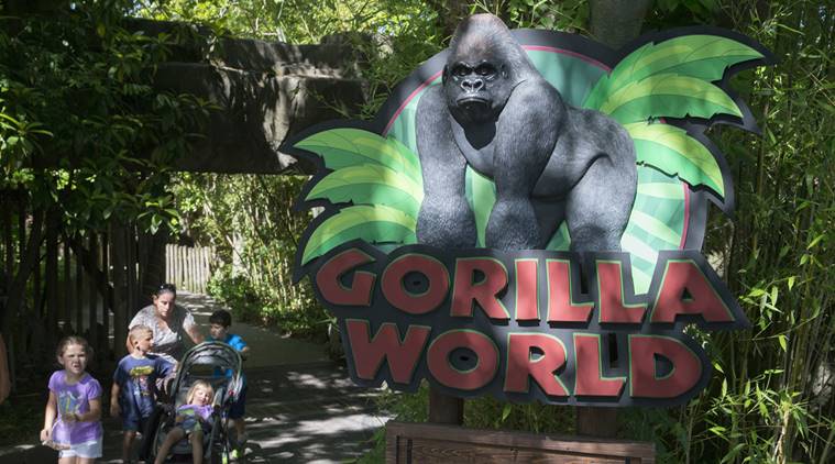 Barrier to Harambe’s enclosure in Cincinnati Zoo was ineffective: Fed ...