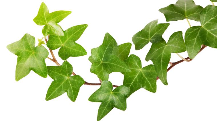 Green ivy isolated on white background, studio shot