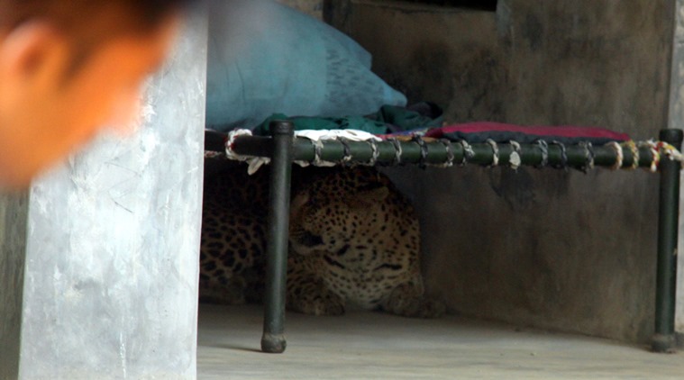 Gurgaon, India, November 24: A Leopard entered in village Mundawala near Sohna on Thursday early morning, leopard injured around ten villagers, after that villagers killed leopard, in Gurgaon, on Thursday, November 24, 2016. Photo by Manoj Kumar