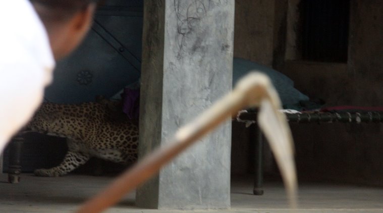 Gurgaon, India, November 24: A Leopard entered in village Mundawala near Sohna on Thursday early morning, leopard injured around ten villagers, after that villagers killed leopard, in Gurgaon, on Thursday, November 24, 2016. Photo by Manoj Kumar