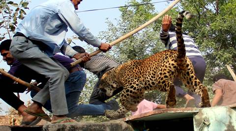 leopard gurgaon village villagers killed sohna animals near after indian india bite thursday entered injured ten morning early around brutally