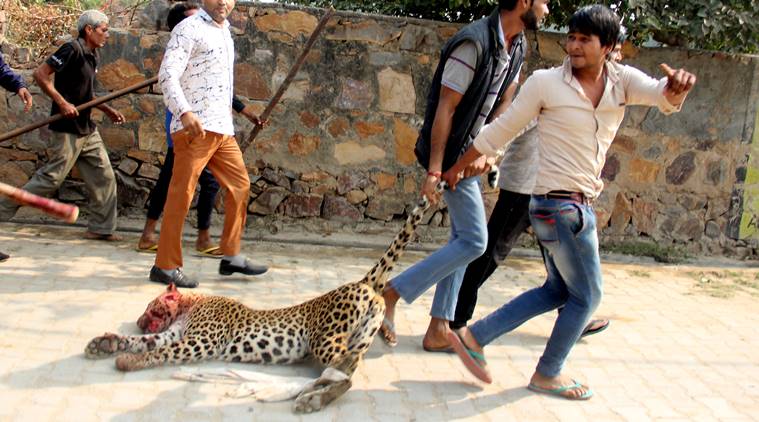 Spotted a leopard? Back off, stay calm, let it slip away | The Indian ...