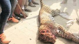 leopard, gurgaon leopard, gurgaon news, gurgaon leopard killed, man vs animal, animal cruelty, gugaon news, india news