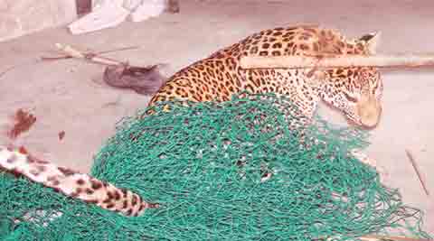 leopard Gurgaon, Leopard in Gurgaon, Leopard killed Gurgaon, Leopard Sohna road, leopard gurgaon village