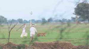 Why neighbourhood leopards are no threat to humans