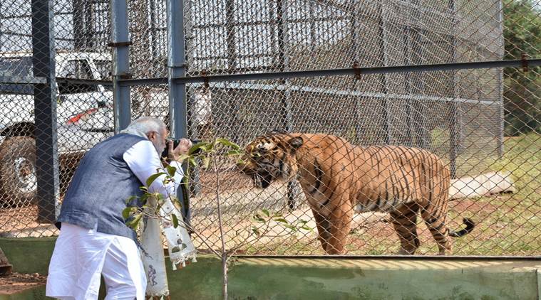 Prime Minister Narendra Modi clicking picture of a tiger in Naya Raipur/ Twitter: Narendra Modi 