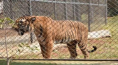 Katraj Zoo: Man jumps inside tiger enclosure, touches animal; rescued unharmed | Cities News,The Indian Express Katraj Zoo: Man jumps inside tiger enclosure, touches animal; rescued unharmed | Cities News,The Indian Express