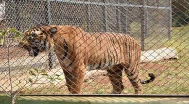 Katraj Zoo: Man jumps inside tiger enclosure, touches animal; rescued  unharmed | Cities News,The Indian Express