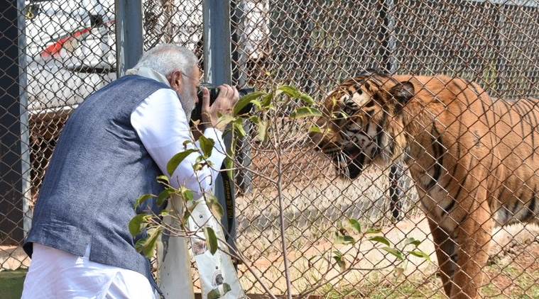 Narendra Modi news, Modi Chhattisgarh, Modi jungle safari, Modi naya raipur, Modi news, Naya Raipur, Chhattisgarh Modi, Modi visits Chattisgarh, Chattisgarh-Nandanvan Zoo, Modi-jungle safari, Modi-tiger