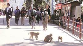 Monkeys, himachal monkeys, north-east, north east news, north east monkeys, Nagaland, Arunachal Pradesh, Mizoram, latest news, latest india news