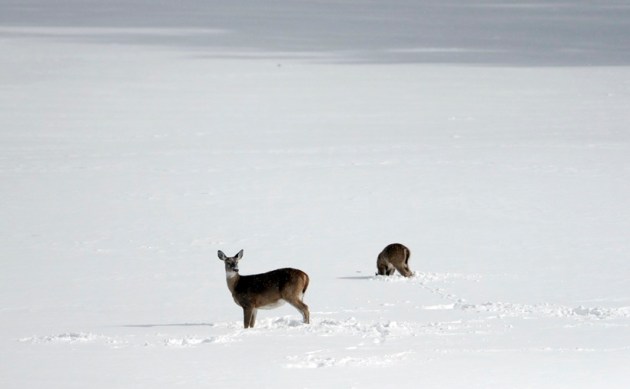 winter, winter 2016, snow, snowfall, winter vacation, winter holidays, winter travel destination, tokyo, japan snowfall, uk snowfall, tokyo snow, winter snowfall, snowfall photos, spain snowfall, USA snowfall, lifestyle news, world news, latest news,