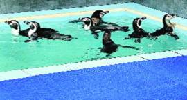 mumbai, mumbai zoo, mumbai zoo penguin, penguin at zoo, penguin dies, vyculla zoo, congress, BMC, indian express news, india news, mumbai news