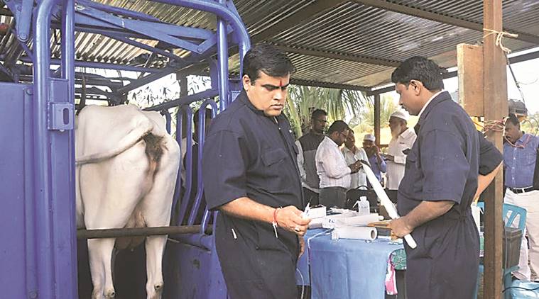 A veterinarian collects oocytes from donor cows .