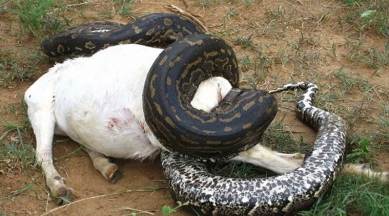 anaconda eating people india