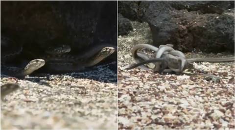 Watch: This video of an iguana heroically fighting off a den of snakes has  hooked the Internet | Trending News,The Indian Express