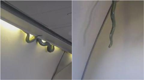 snake, snake on plane, snake on flight, snake on mexico flight, snake on airplane, snake on plane video, viral video, viral animal videos, trending video, viral news, trending news, mexico news, latest news