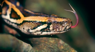 python, chinese couple raising python, couple raises python as child, python as child, cchinese couple python, indian express, bizarre, indian express news