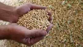 indian farmers, indian monsoon, Guindian commodities, gujarat, gujarat farmer, gujarat groundnut farmer, gujarat soyabean, soyabean price, india news, latest news