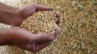 indian farmers, indian monsoon, Guindian commodities, gujarat, gujarat farmer, gujarat groundnut farmer, gujarat soyabean, soyabean price, india news, latest news