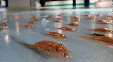 japan park frozen fish, frozen fish space world japan, space world japan, social outrage frozen fish, indian express, indian express news