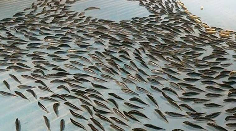 space-world-fish_759_cctv-news-facebook