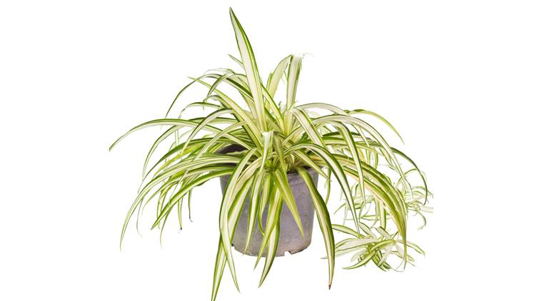 Photo of the Anthesicum Vittatum in plastic pot on white background