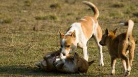 chandigarh stray dogs, dogs sterilisation, stray dog sterilisation, dog sterilisation drive, chandigarh news, indian express news