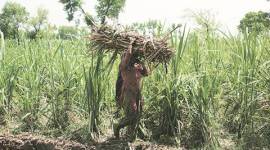 Sugarcane, sugar, sugar extraction, Sugar sector, Maharashtra’s sugar sector, Maharashtra, Maharashtra sugar, BJp, Sugar producer, Devendra Fadnavis, Fadnavis, Maharashta CM Fadnavis, Maharshtra news, india news, indian express news