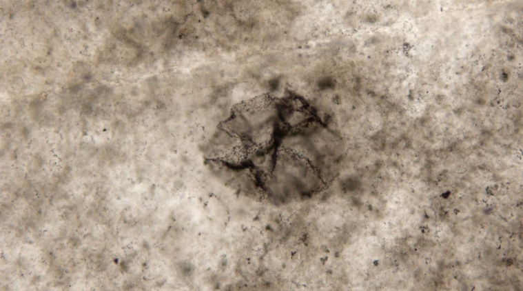  Sulfur oxidising bacteria, bacteria fossil, Great oxidation event, Neoarchean Eon, Journal of geology, Andrew Czaja, modern bacteria, science, science news