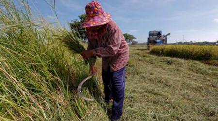 Thailand rice committee, white paddy, Pathum Thani fragrant rice, Thailand farmer loans, Thailand news, world news, latest news, indian express