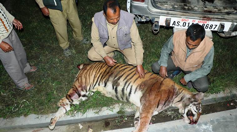 Royal Bengal Tiger lynched in Assam village as it injures 3 people