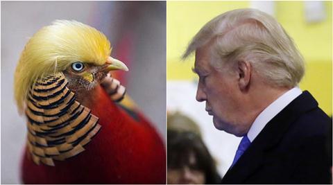 Meet 'Trump bird', the latest Internet sensation from China | Trending  News,The Indian Express