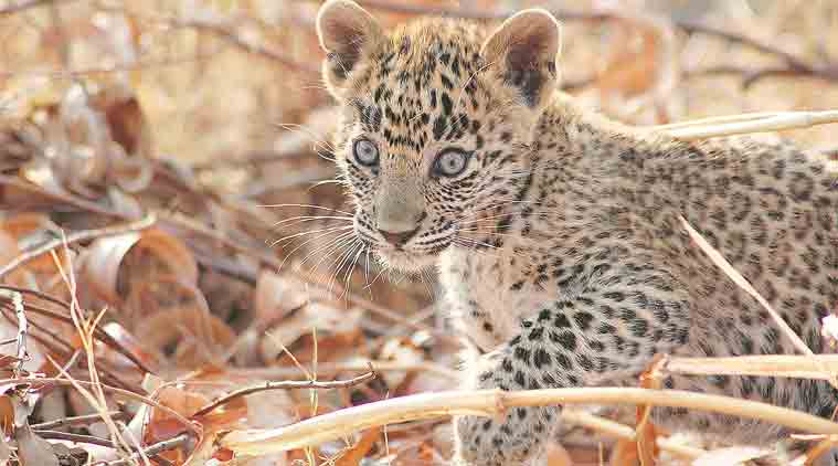leopard, leopard killed, leopard in gurgaon village, leopard in village, leopard, leopard spotted, leopard attack, leopard habitat, animal human conflict, animal killed, latest news, indian express, india news