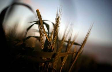 grain, grain harvest, garin buy, grain buy target, grain harvest target, Krishi Bhawan, Food Corporation of India, indian express news, india news, business news