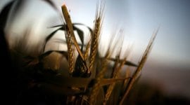 punjab, punjab wheat farmers, punjab wheat import duty, wheat import duty, punjab government, punjab budget, punjab news, india news, indian express news