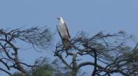white-bellied-sea-eagle-480 bird, goa, bird watching, goa bird watching, goa sea birds watching, winter bird watching, india bird watching, sunday eye, eye 2016, indian express, express eye, india news, latest news, lifestyle news