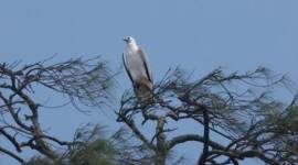 bird, goa, bird watching, goa bird watching, goa sea birds watching, winter bird watching, india bird watching, sunday eye, eye 2016, indian express, express eye, india news, latest news, lifestyle news