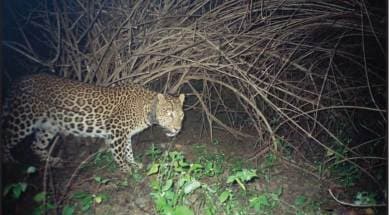 leopard, leopard killing gurgaon, India leopards, leopard study, news, latest news, India news, national news, environment news