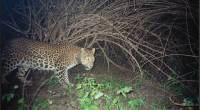 leopard, leopard killing gurgaon, India leopards, leopard study, news, latest news, India news, national news, environment news