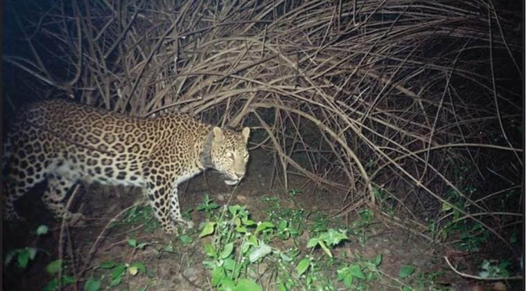 leopard, leopard killing gurgaon, India leopards, leopard study, news, latest news, India news, national news, environment news