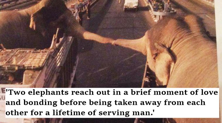 animal cruelty, animal trafficking, animal cruelty in india, animal trafficking in india, love animals, people for pets, peta, indian express,i ndina express news, indian express trending