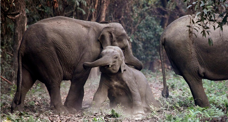 A herd of elephants at the Manas National Park in Assam.